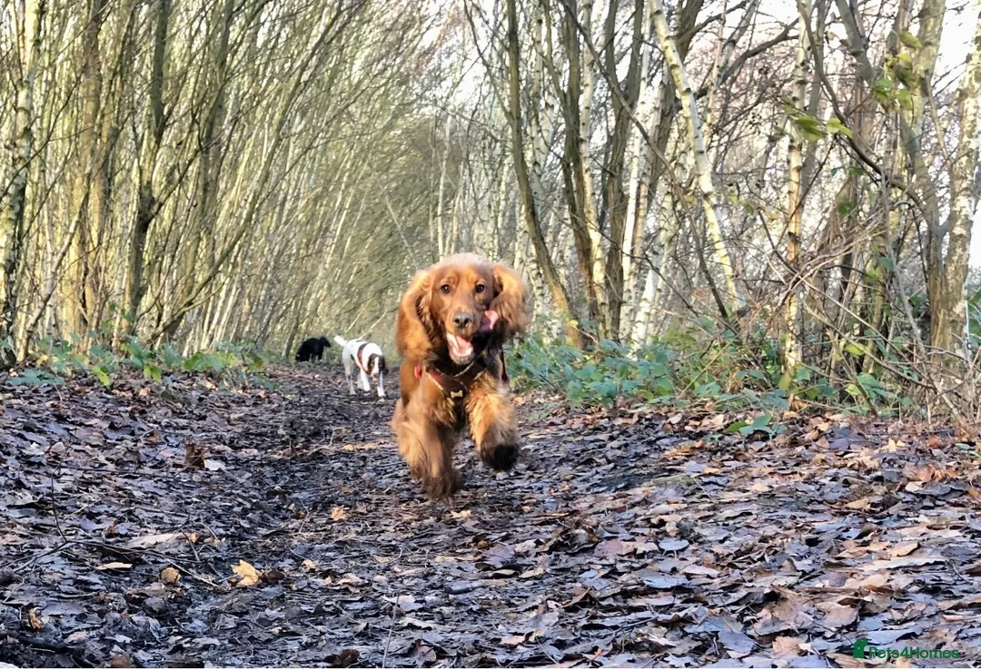 Cocker Spaniel dogs for stud: Proven Beautiful cocker stud available ❤️ in Barnsley - Advert 7
