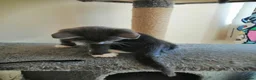 Russian Blue cats for sale: beautiful kittens😻😍 - Advert 9