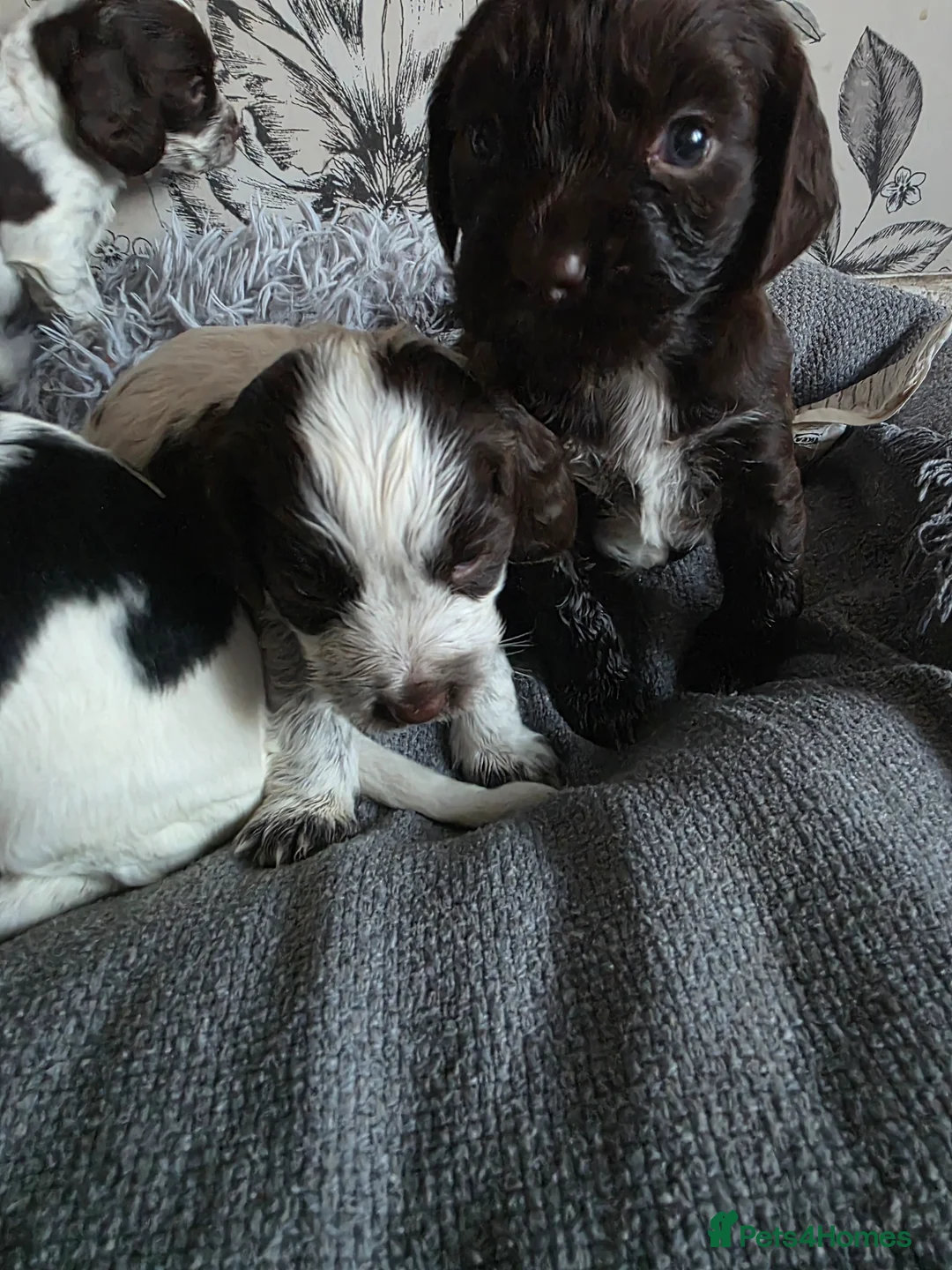 Cocker Spaniel dogs for sale: Cockaspanials puppies for sale in 4 weeks - Advert 2