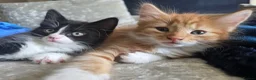 Mixed Breed cats for sale: KITTENS READY NOW in Sidmouth - Advert 1