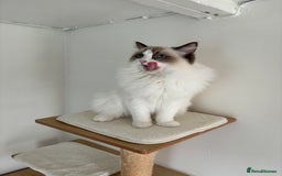 Ragdoll cats for stud: Beautiful ragdoll male in Maidstone - Image 2
