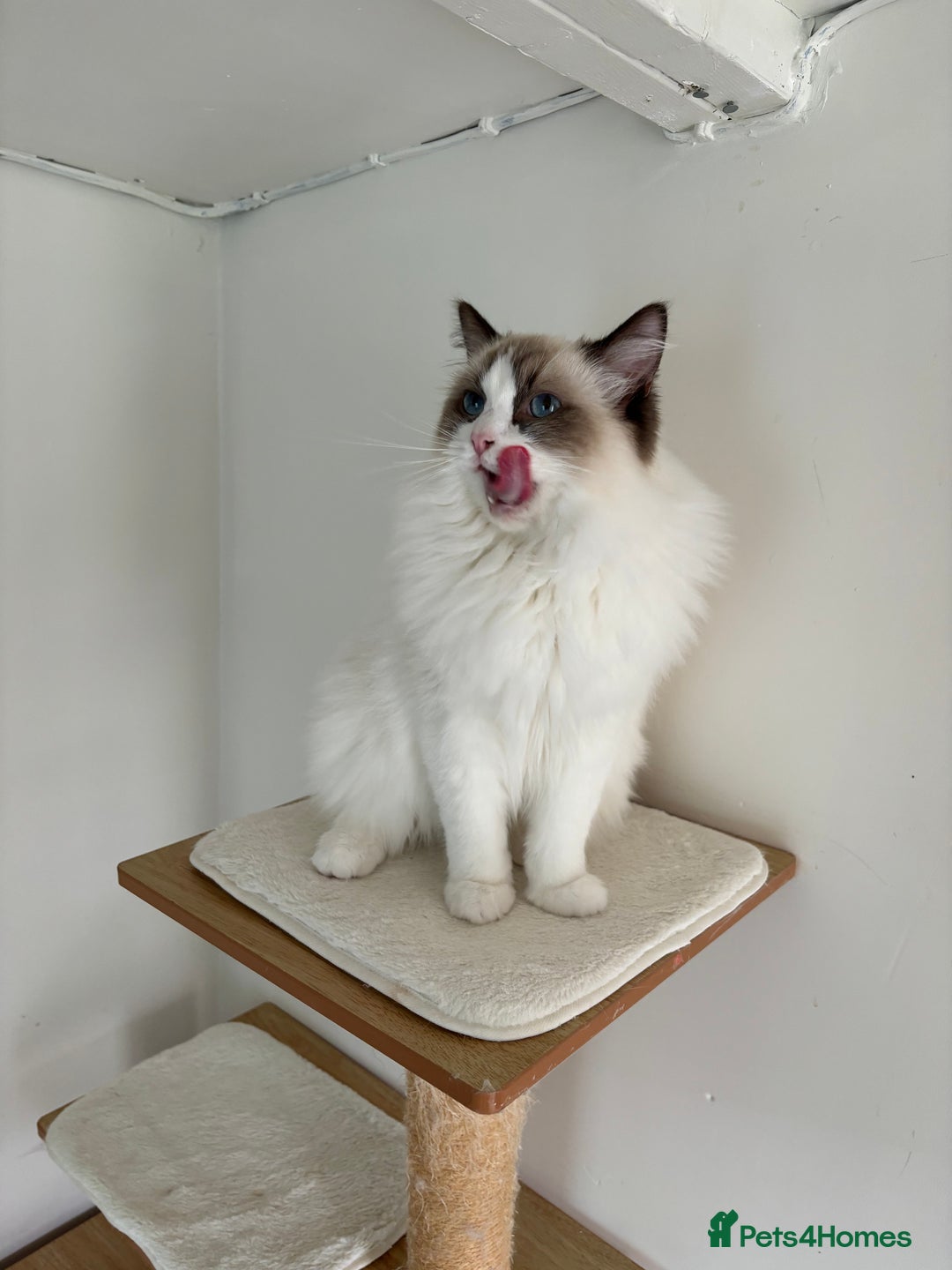 Ragdoll cats for stud: Beautiful ragdoll male in Maidstone - Image 2