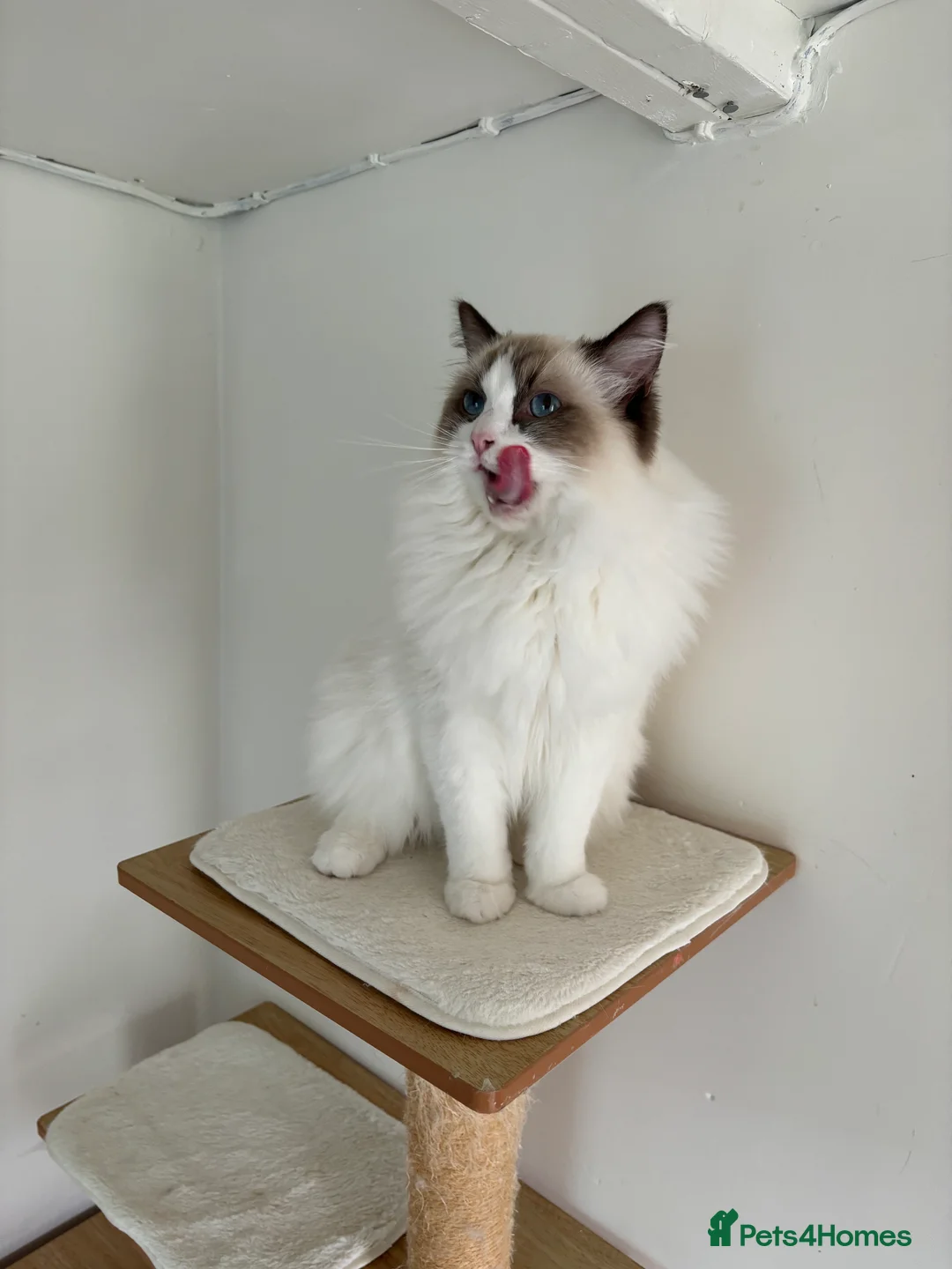 Ragdoll cats for stud: Beautiful ragdoll male in Maidstone - Advert 2