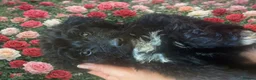 Mixed Breed dogs for sale: Poodle x pyreneese  puppies health tested  - Advert 10