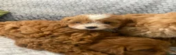Cavapoo dogs for sale: Beautiful five Cavapoos - Advert 10
