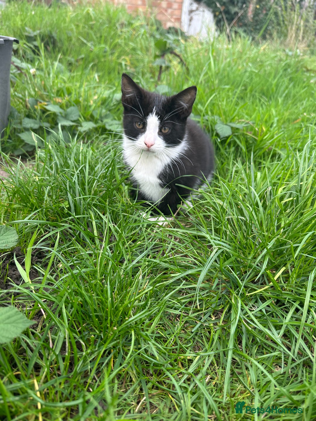 Mixed Breed cats for sale: Lovely adorable kittens - Image 4