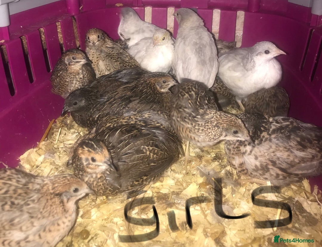 Quail poultry for sale: QUAIL HATCHING EGGS/15TH OCT ! - Image 37