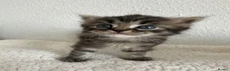 Siberian cats for sale: Beautiful Siberian Kittens - Advert 12