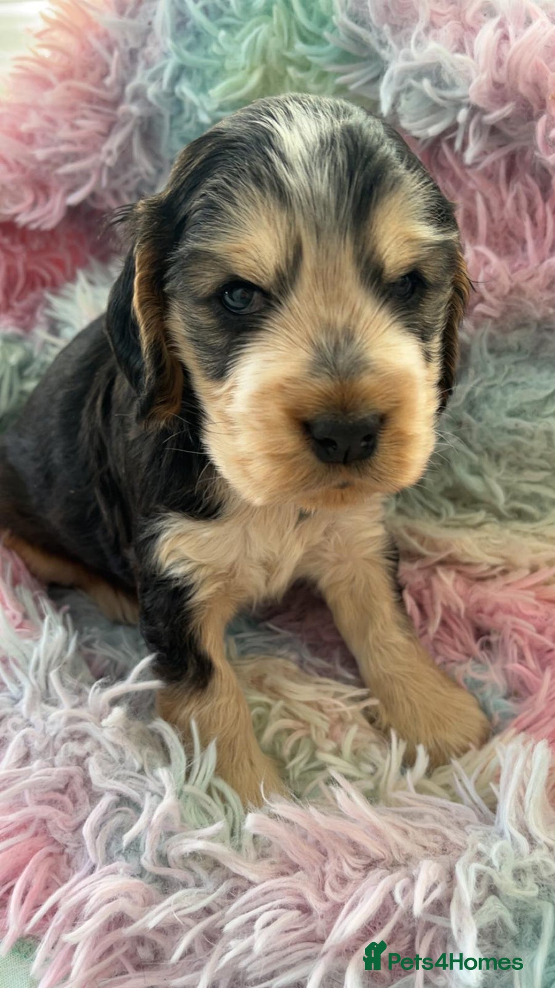 Cocker Spaniel dogs for sale: Champion Bloodlines KC Reg Show Cocker Spaniels - Advert 14