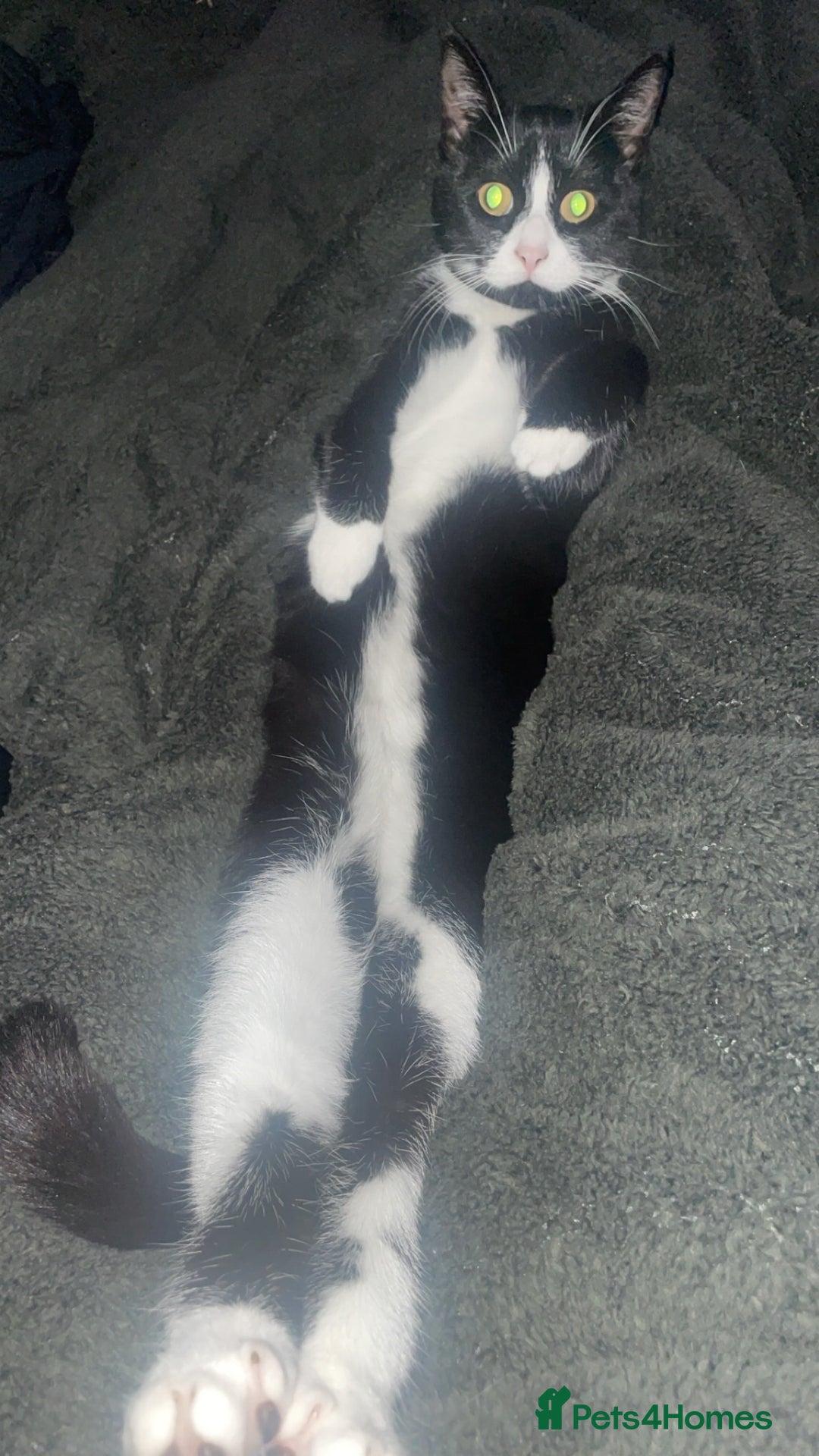 British Shorthair cats for sale: 9 month old female  - Advert 7