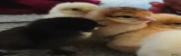 Chickens poultry for sale: Beautiful Home-Hatched Hybrid Chicks–Mixed Colours - Advert 3