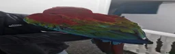 Budgerigars birds for sale: Greenwing Macaw - Advert 2