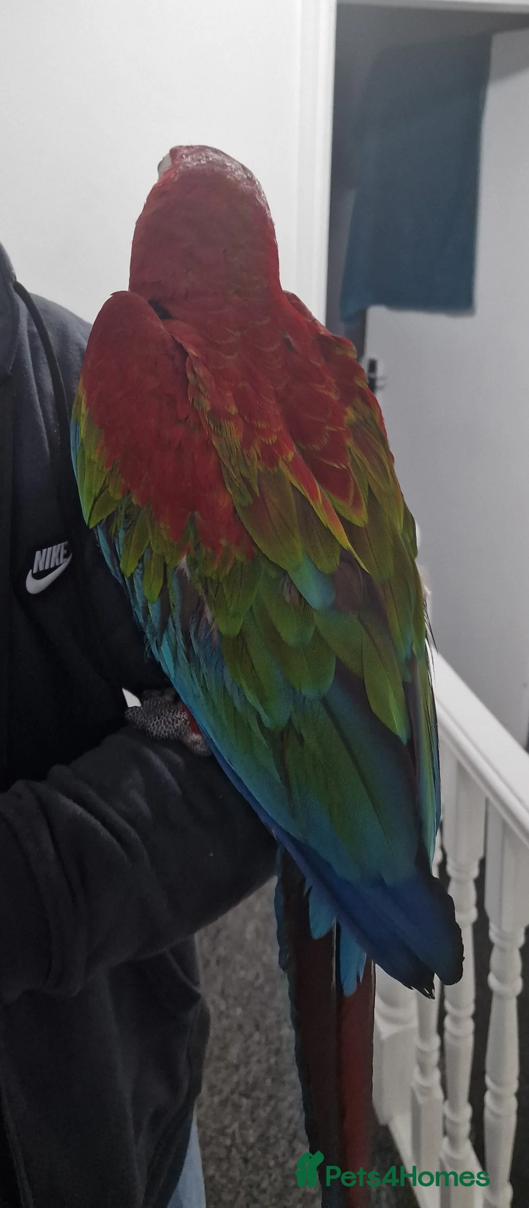 Budgerigars birds for sale: Greenwing Macaw - Advert 2