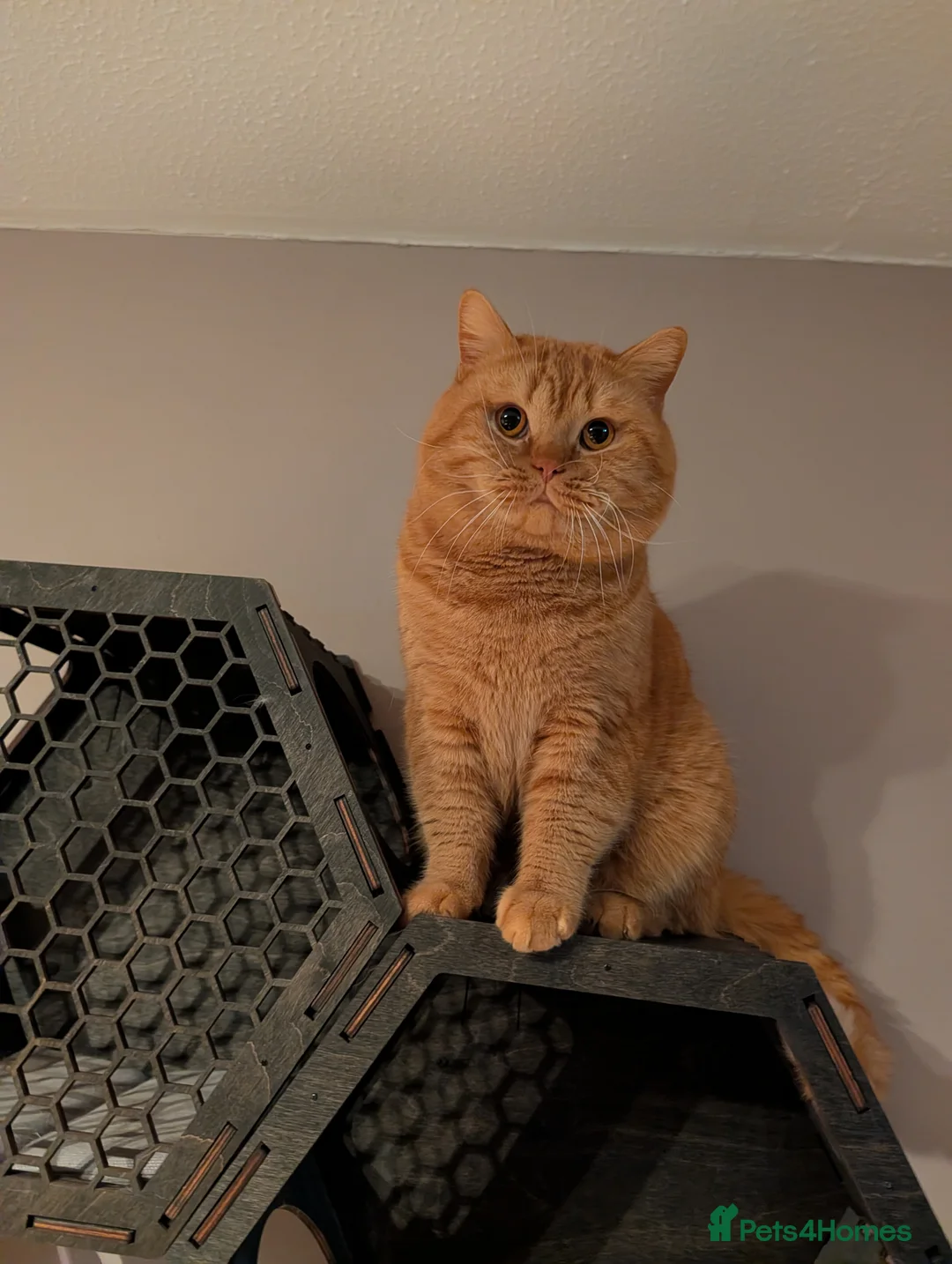 British Shorthair cats for stud: 🐯 European Import Champion Red BSH Boy ,BG-B😺 - Advert 5