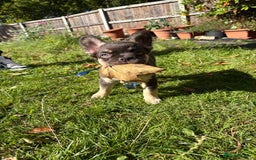 French Bulldog dogs for sale: 3 left- Fluffy French bulldogs pink & testable  - Advert 14