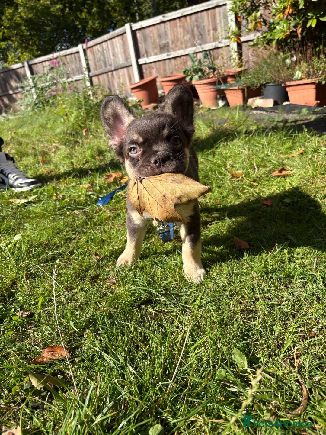 French Bulldog dogs for sale: 3 left- Fluffy French bulldogs pink & testable  - Advert 14