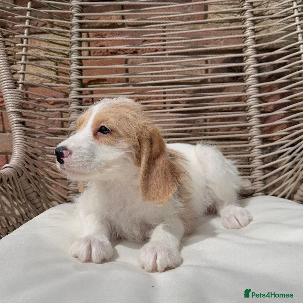 Mixed Breed dogs for sale: ⭐️⭐️Poogle Puppies (Beagle x Miniature Poodle)⭐️⭐️ - Advert 27