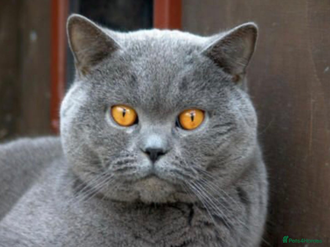 British Shorthair cats for sale: Chunky GCCF Reg  Blue British Shorthair Kittens  - Image 5