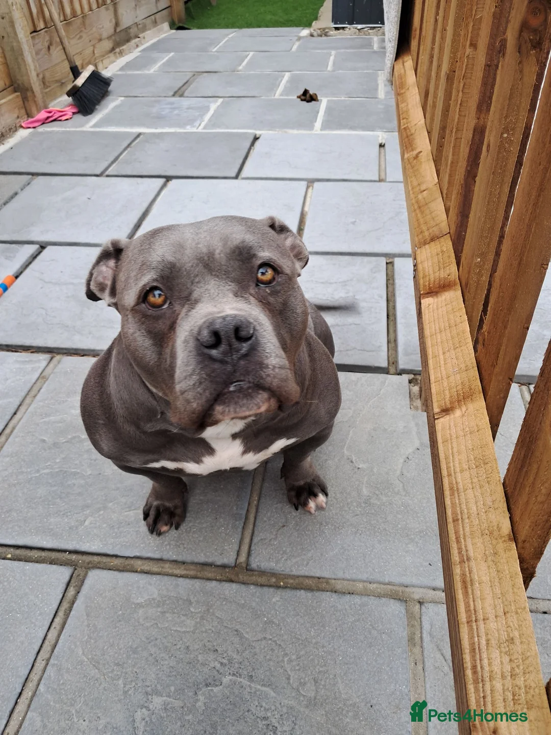 American Bully dogs for sale:  4 Yr old American pocket bully - Advert 4