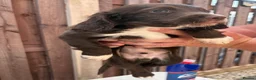 Cocker Spaniel dogs for sale: Cocker spaniel puppy  in Doncaster - Advert 4