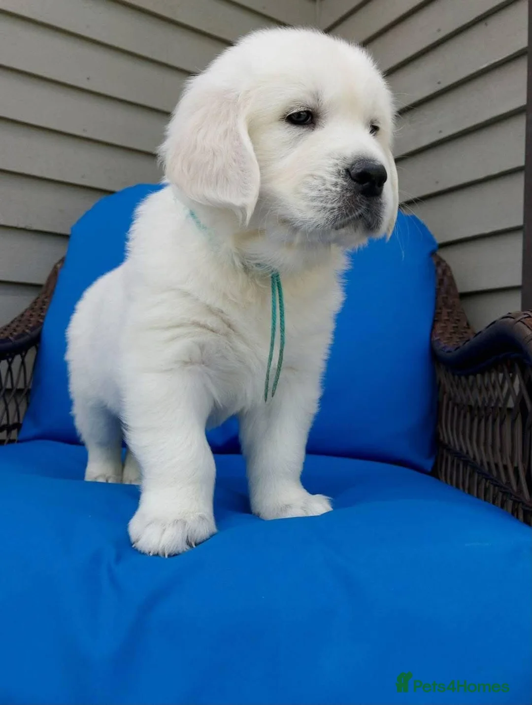 Golden Retriever dogs for sale: QUALITY CREAM GOLDEN RETRIEVER PUPPIES AVAILABLE  - Advert 1