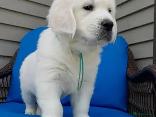 Golden Retriever dogs QUALITY CREAM GOLDEN RETRIEVER PUPPIES AVAILABLE - Advert 11