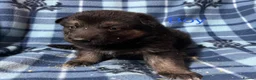 German Shepherd dogs for sale: German Shepherd pups - Advert 7