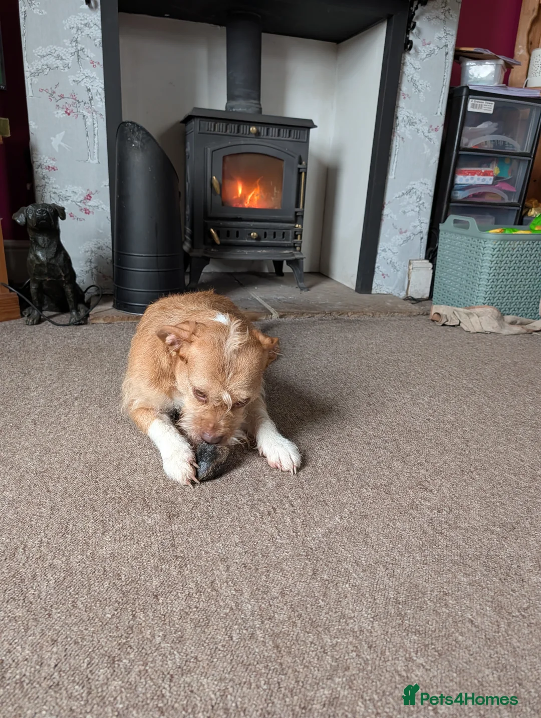 Mixed Breed dogs for sale: Poodle x bulldog for sale - Advert 6