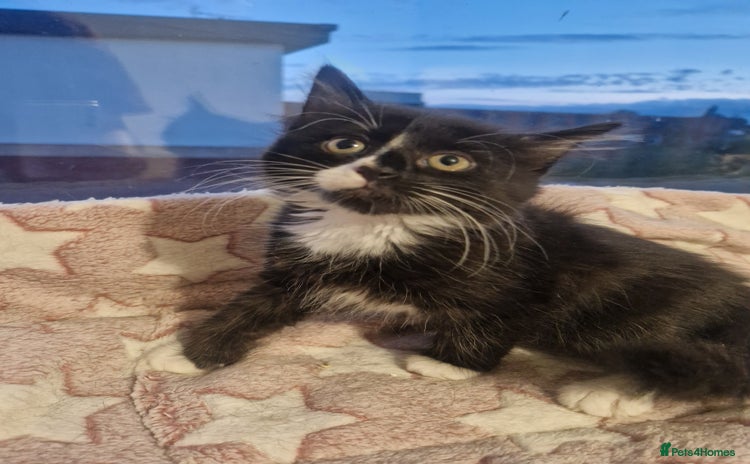 Maine Coon cats - Advert 4