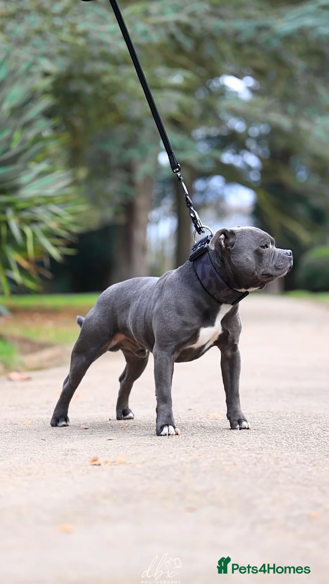 Staffordshire Bull Terrier dogs for stud: NARCOS! THE U.K’s FINEST STAFFY AVAILABLE NOW! in Nottingham - Advert 22