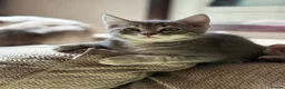 Mixed Breed cats for sale: Gorgeous Kittens *Ready Now* - Advert 6