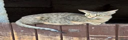 Savannah cats for sale: Savannah x Dorset lad kitten for sale - Advert 13