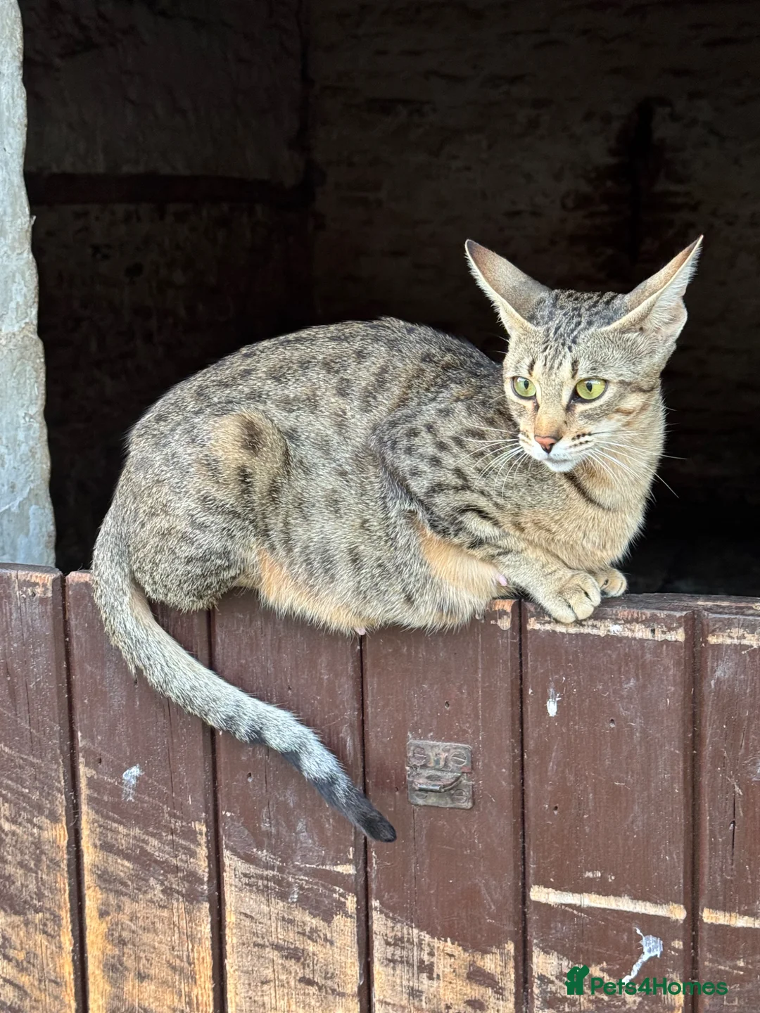Savannah cats for sale: Savannah x Dorset lad kitten for sale - Advert 13