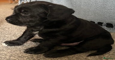 Mixed Breed dogs - Advert 33