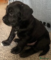 Mixed Breed dogs - Advert 33