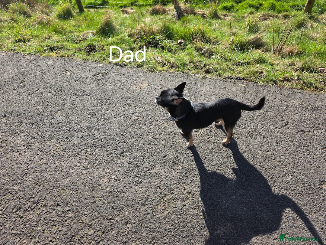 Chihuahua dogs for sale: Beautiful chihuahua puppys 8 weeks old Monday - Advert 2