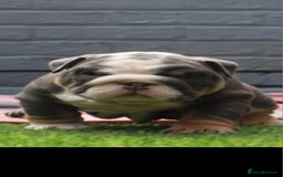 English Bulldog dogs for sale: Exceptional English Bulldog Puppies - Image 7