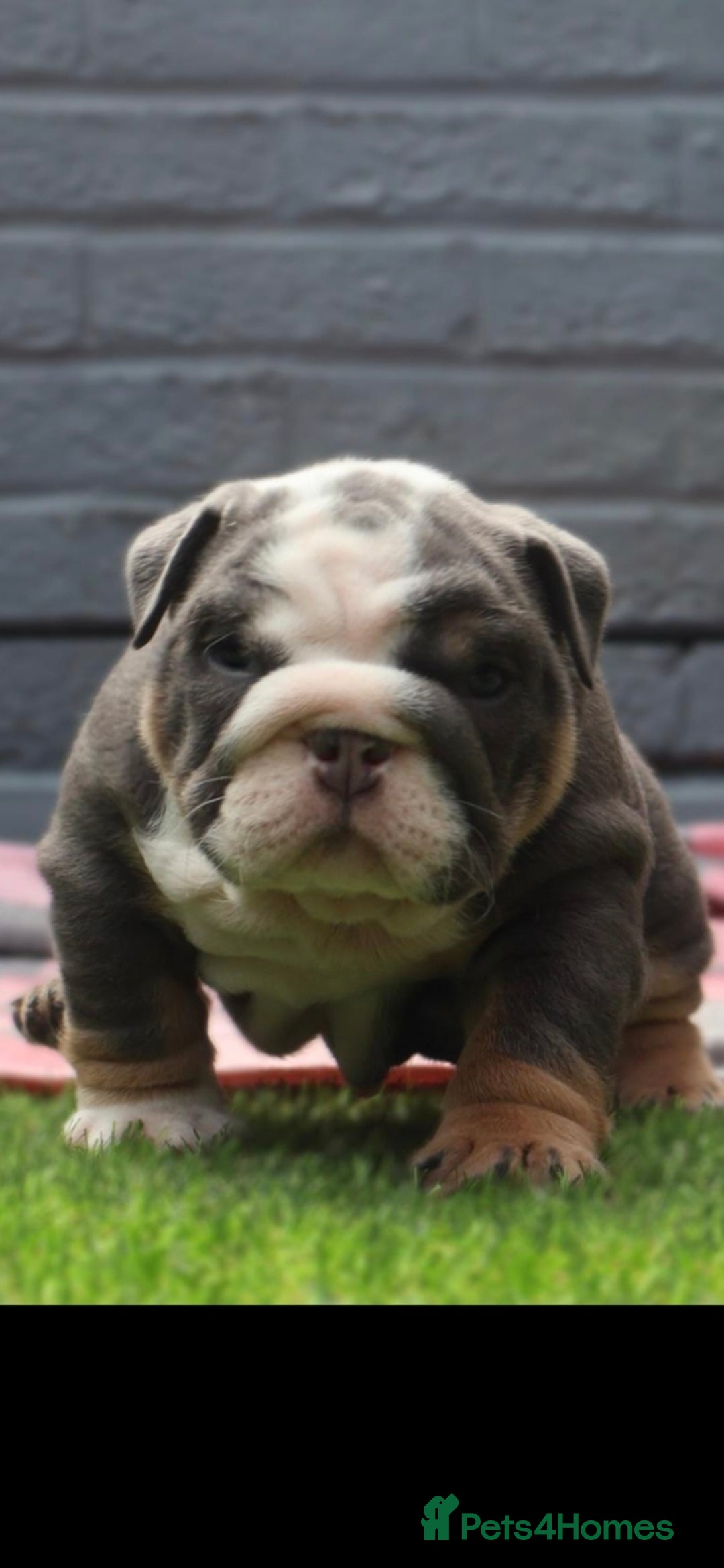 English Bulldog dogs for sale: Exceptional English Bulldog Puppies - Image 7