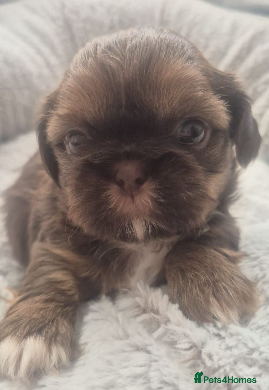 Shih Tzu dogs Beautiful  shihtzu  - Advert 1