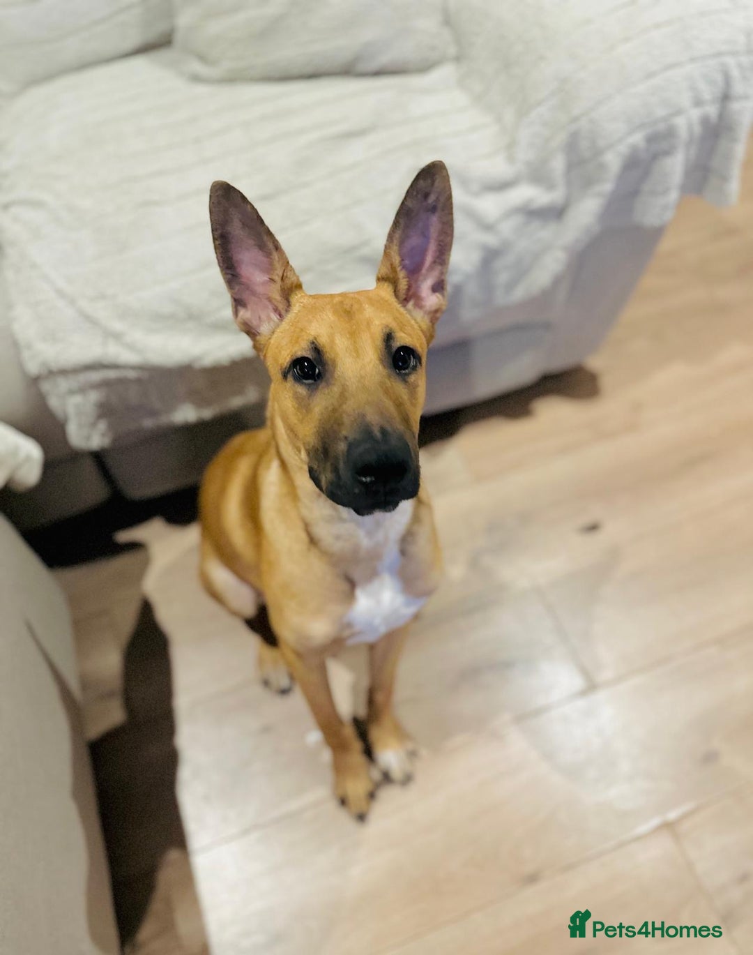 Mixed Breed dogs for sale: Belgian Shepherd (Malinois) for Sale - Image 12