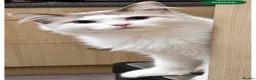 Ragdoll cats for sale: Male ragdoll - Advert 5