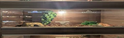 Corn Snake reptiles for sale: Corn snake - Advert 3
