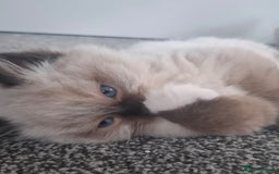Ragdoll cats for sale: GCCF beautiful seal white bi-colour/point mitted - Image 28