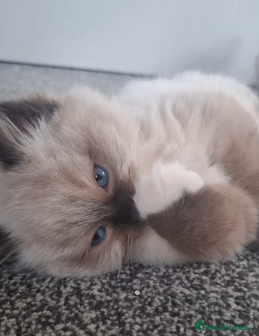 Ragdoll cats for sale: GCCF beautiful seal white bi-colour/point mitted - Image 28
