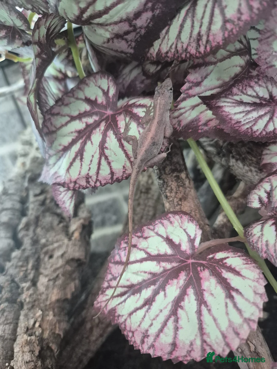 Anole reptiles for sale: Brown Anole Trio - Advert 2