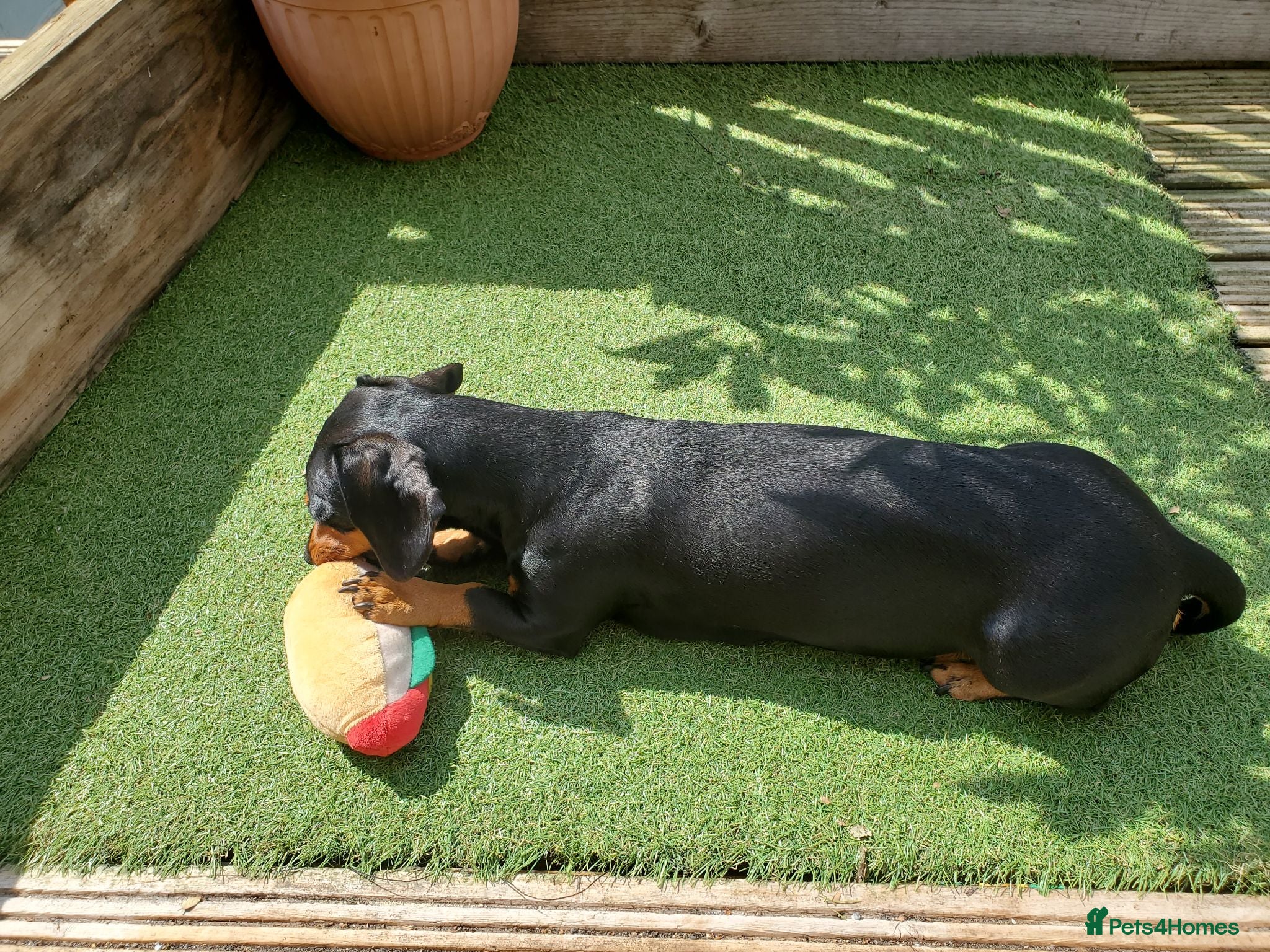 Dachshund dogs Dachshund puppies for sale huddersfield  - Advert 1