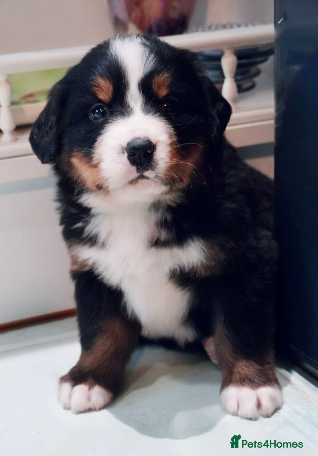 Bernese Mountain Dog dogs for sale: Quality Bernese Mountain Dog Puppies  - Advert 11