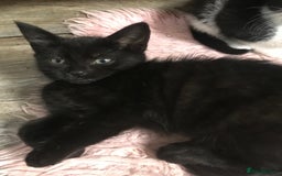 Domestic Shorthair cats for sale: 5 male kittens ready to leave now  - Image 7