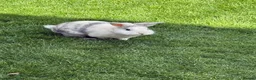 Mixed Breed rabbits for sale: Friendly rabbit  - Advert 2