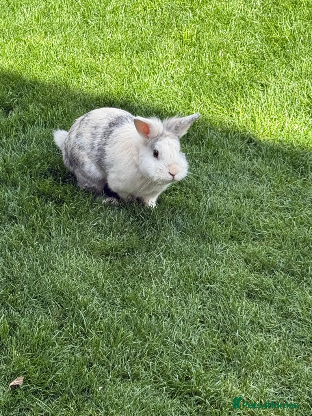 Mixed Breed rabbits for sale: Friendly rabbit  - Advert 2